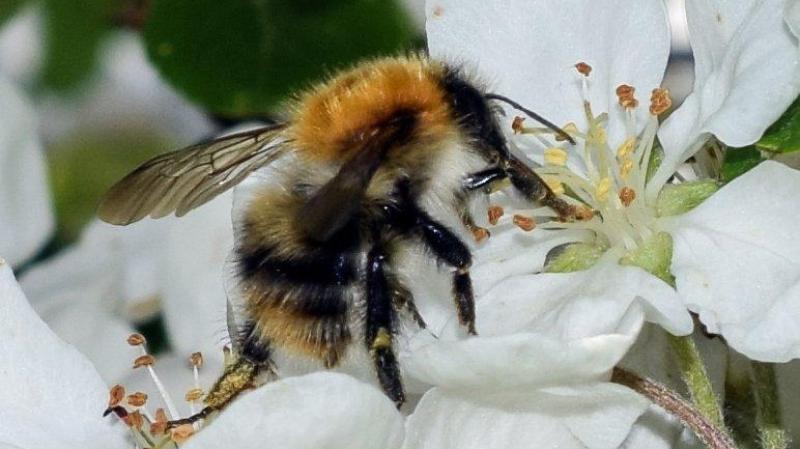 Donegal landowners invited to create a &lsquo;Hare&rsquo;s Corner&rsquo; for nature