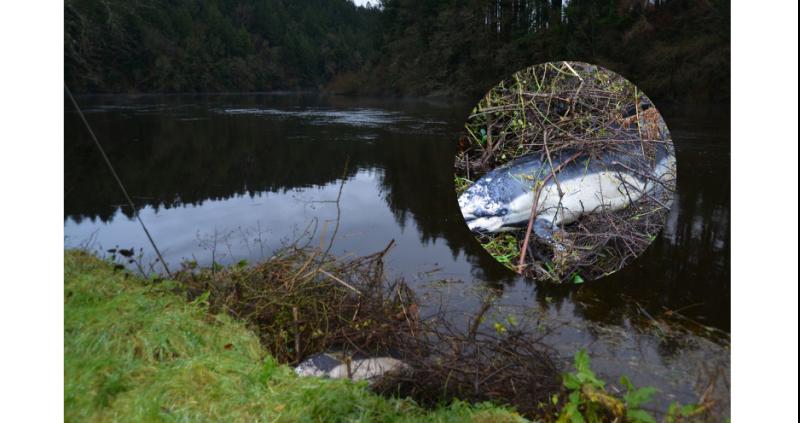 'Sad to encounter'- Local man discovers dolphin washed up and dead by Carlow river 