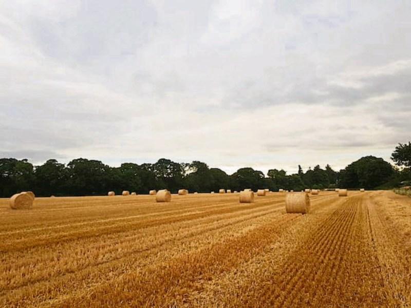 Over 100 Carlow farmers set to receive nearly &euro;500,000 in fresh Government payments