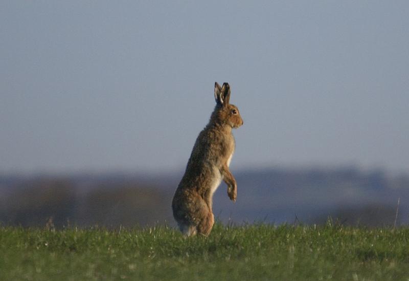 Biodiversity scheme opens in 2026 to support landowners in creating wildlife habitats