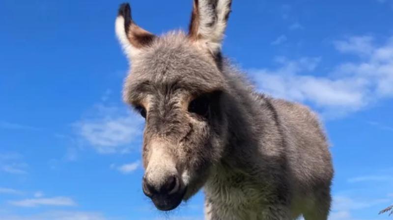 Donegal Donkey Sanctuary launches Christmas treats appeal for Baby Rose and friends