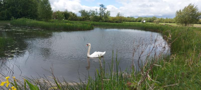 The Cabragh Wetlands