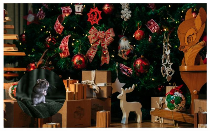 Irish households warned as common Christmas items sparks surge in home pests