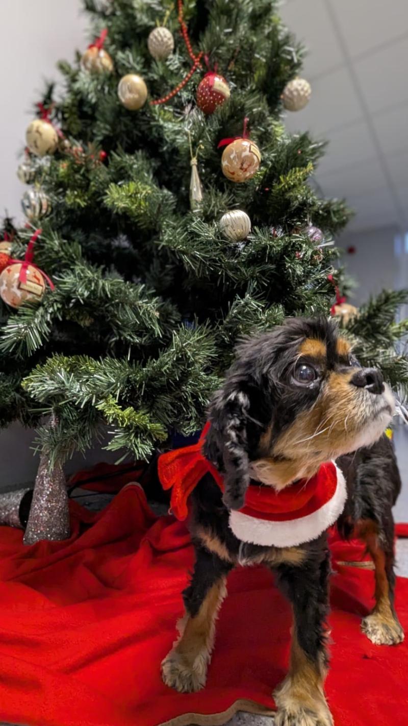 Limerick Animal Welfare