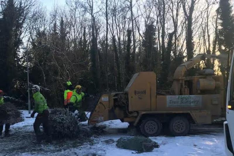 Foyle Hospice launches Christmas Tree Recycling Scheme