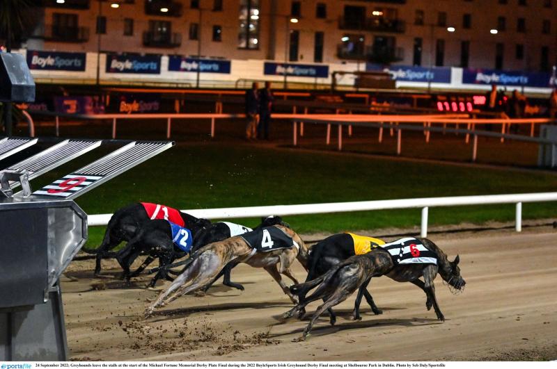 Gone to the dogs: Five Offaly Christmas winners as Birr dog takes final in Cork