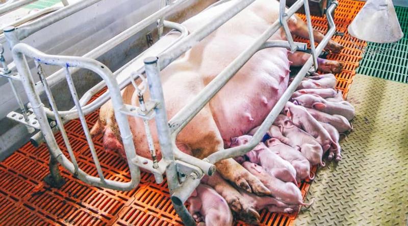 Laois councillors refuse to back ban of &lsquo;cruel&rsquo; pig farming practices