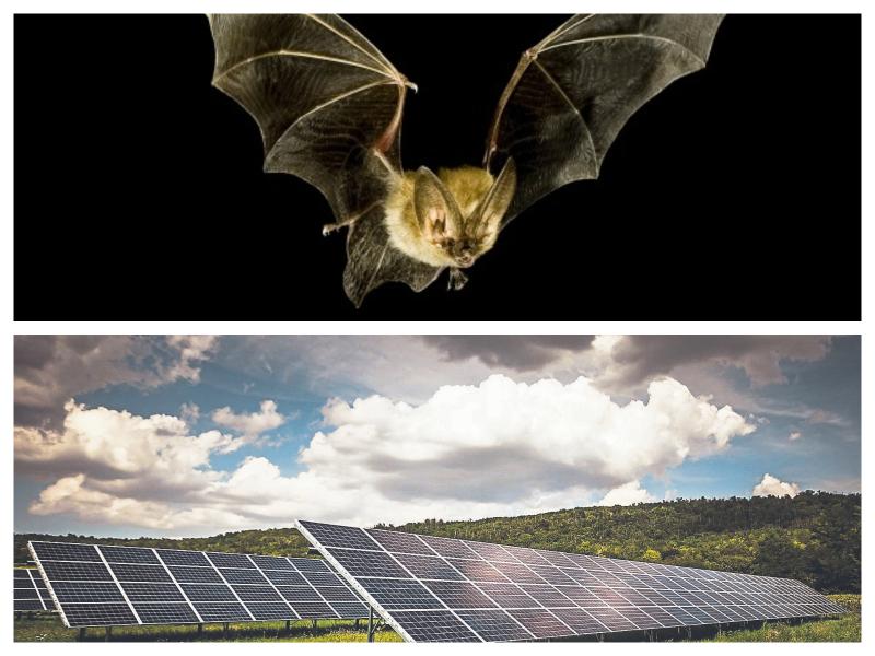 The proposed Solar Farm would have covered 149 acrss across Laois and Kildare