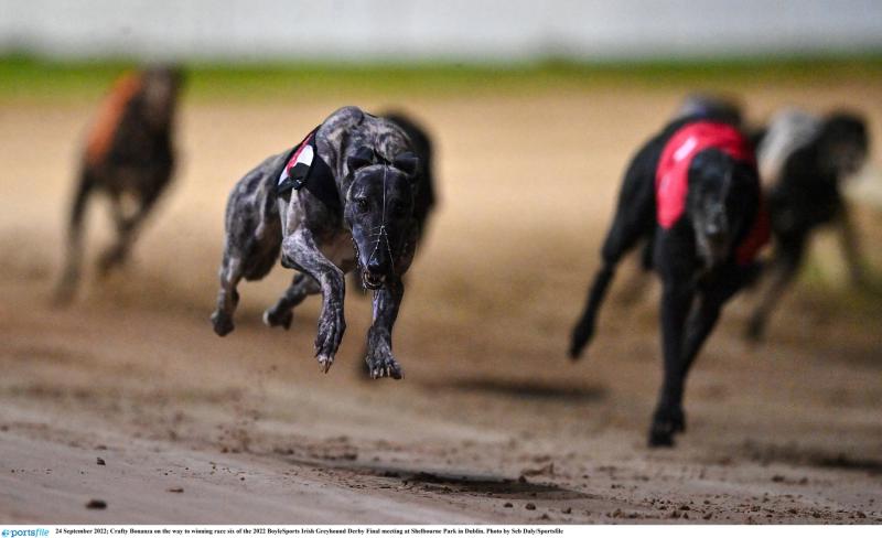 Gone to the dogs: Top class Offaly winners