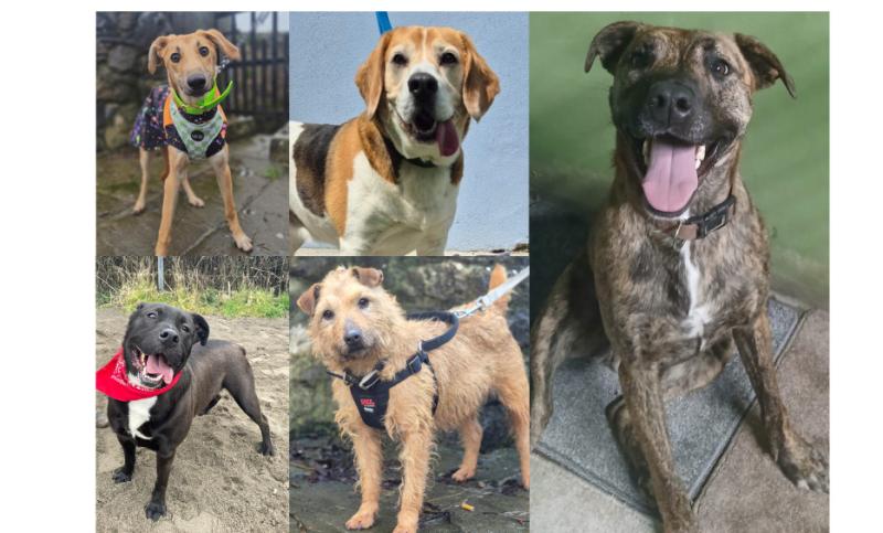 PICTURES: Kildare founded animal rescue lists 11 loving dogs seeking a forever home 
