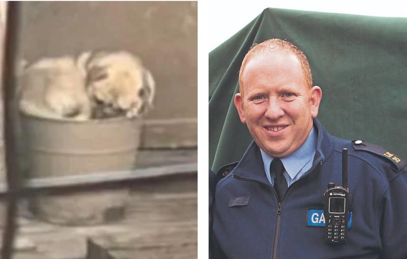 Dog named after Limerick garda sergeant who rescued pug from &lsquo;living nightmare&rsquo;