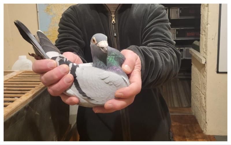 'You'd buy houses with the money spent' - Six decades of pigeon keeping in Carlow