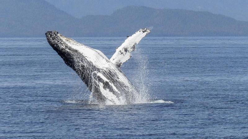 Irish Whale and Dolphin Group roadshow coming to Letterkenny