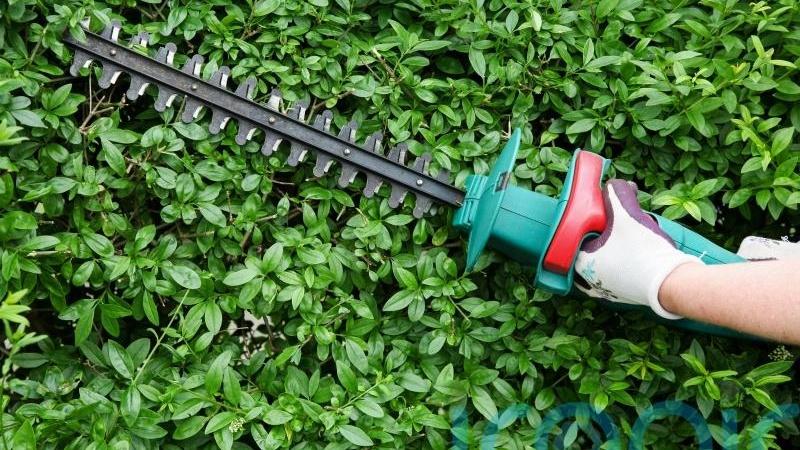 No landowners were prosecuted due to overgrown hedges last year