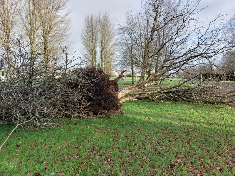 Kildare residents are 'inundating' the county council over 'dangerous trees'