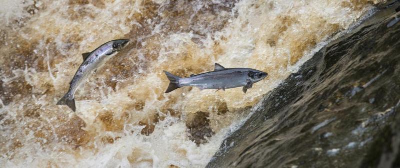 Foyle Anglers face stricter 2026 season as salmon stocks plummet