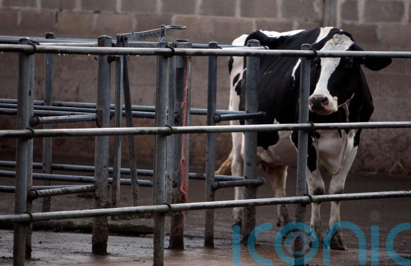 All-Ireland Bluetongue resolution needed for live exports North and South - Sligo/Leitrim TD