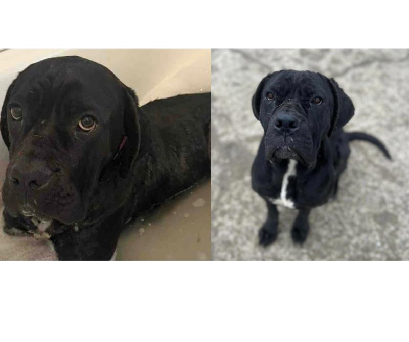 'We simply have no choice' - Derry dog rescue forced to close after running out of money