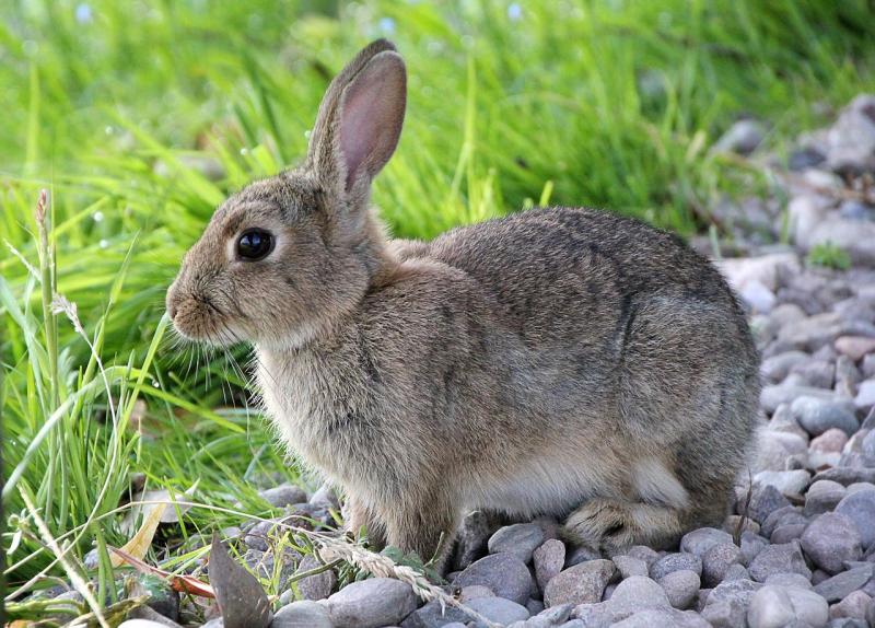 Longford woman appears in local court accused of neglect of rabbit 