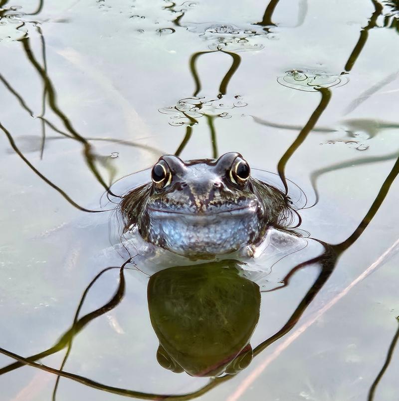 Where are all the frogs in Leitrim? Public asked to help keep a look out.