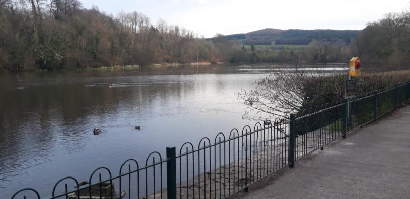 Warning issued over feeding of water birds at lake in Tipperary 