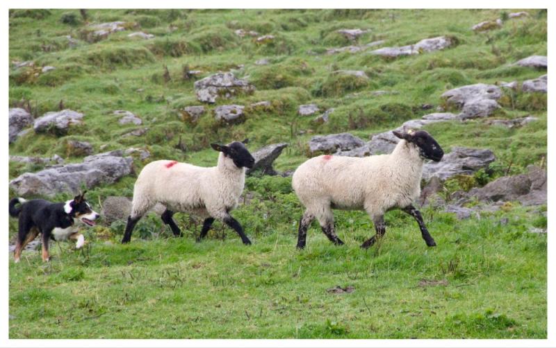 'Tears were in his eyes' - Devastating attack on sheep spurs warning to Laois dog owners