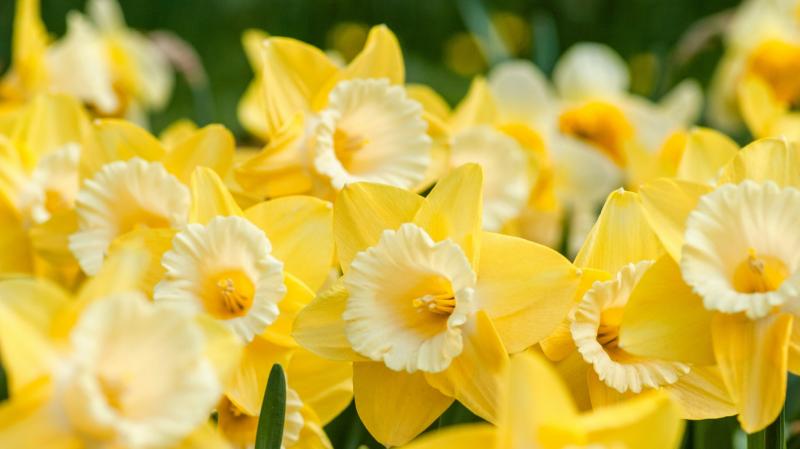 Irish charity appeals for volunteers to assist in fundraising day in Tipperary