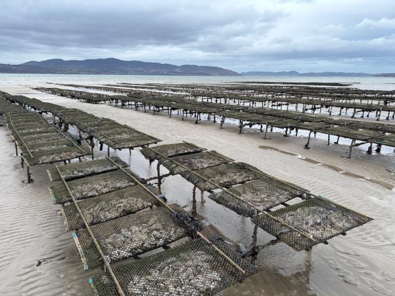 Online petition challenges Lough Swilly oyster farm plan