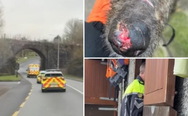 'Heartbreaking' - Huge reaction to Kilkenny garda-led operation