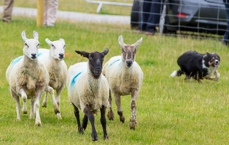 From bandages to coffins: New report explores future uses for Tipperary wool