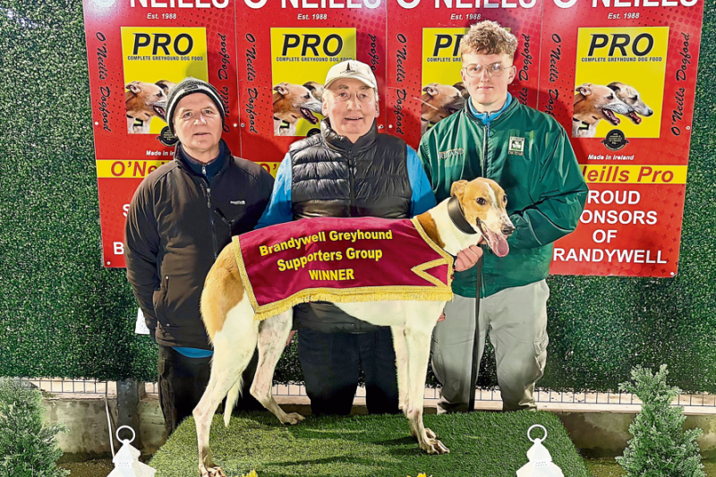 Derry Greyhounds: Gold ambition for Orange Aidan ahead of Meenagh Marathon Final