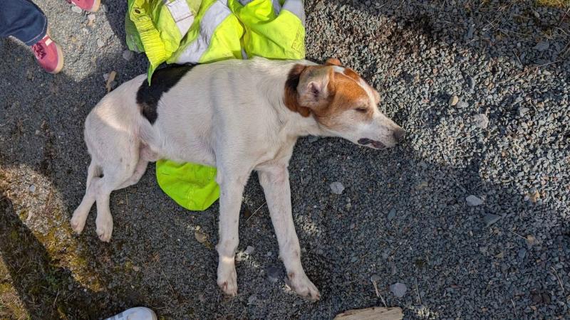 Outrage in Leitrim after stray dog killed in hit-and-run incident