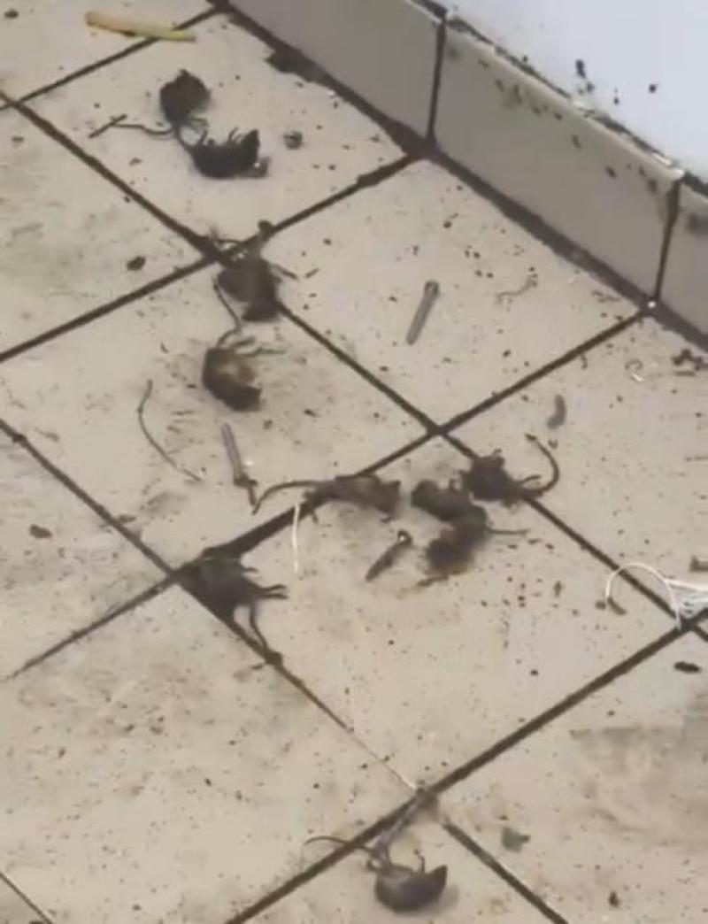 McDonald's confirm social media video of dead mice at Derry outlet