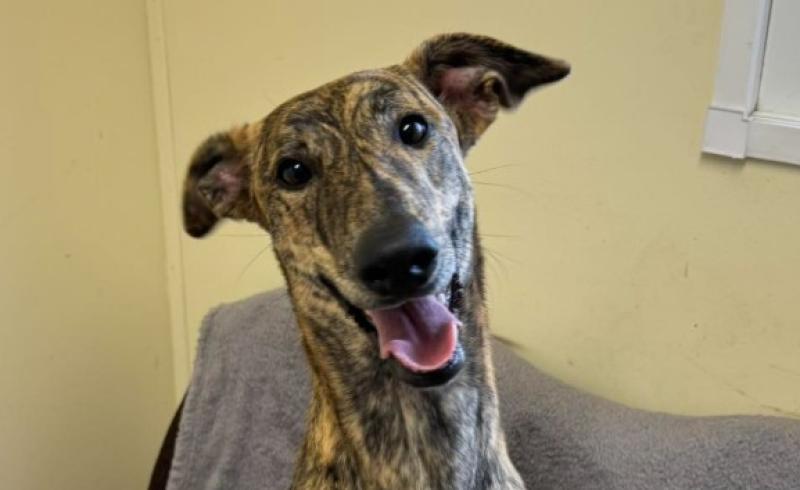 'Big bouncy pup' surrendered to shelter in Kilkenny seeking forever home