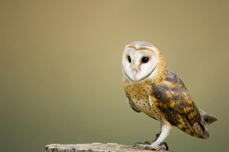 Amazing: Barn owls return to Laois thanks to your conservation efforts!