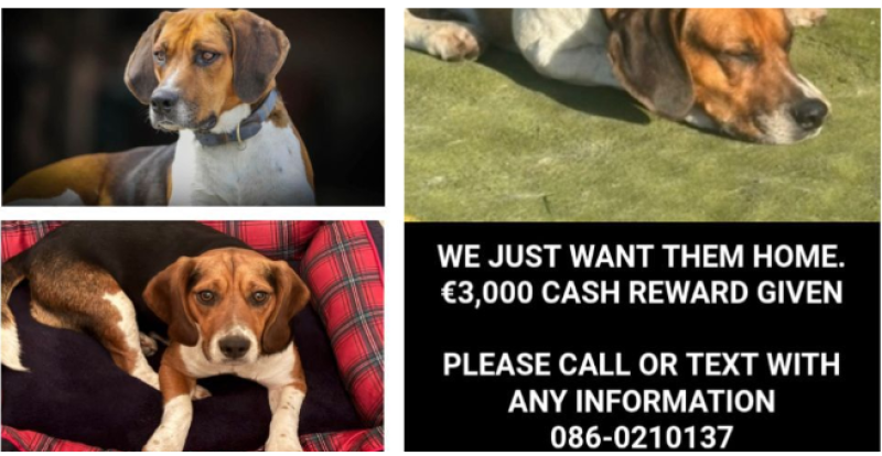 MISSING: Appeal for information after two dogs stolen in broad daylight in Tipperary