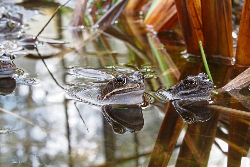 &lsquo;Hop To It&rsquo; in bid to help track frogs for IPCC survey in Limerick
