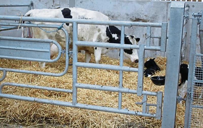 Longford farming: 'Looking after yourself is as important as looking after livestock'