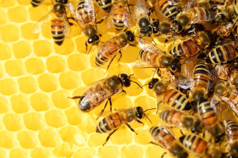 'Lets help the local environment': Open call for beehive locations in South Kildare