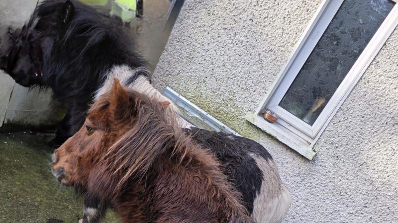 Appeal issued as two ponies spotted wandering around Letterkenny