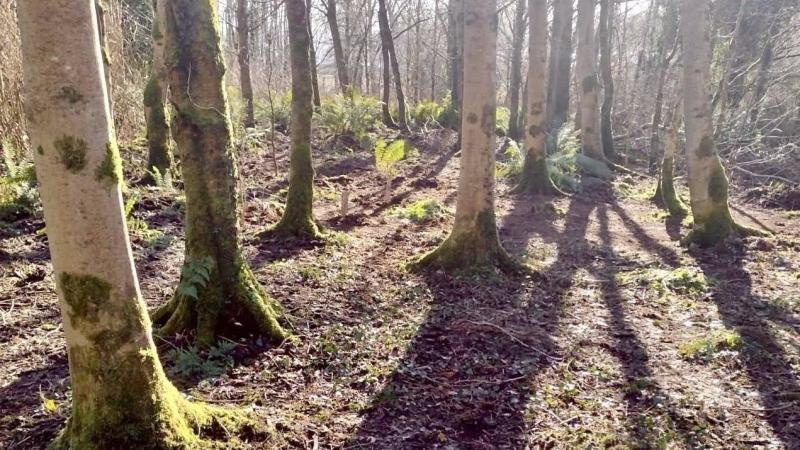 Celebrate International Day of Forests at Moville&rsquo;s Carnagarve Forest this weekend