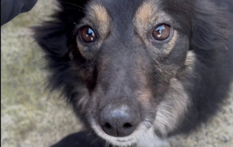 &lsquo;Frustrating&rsquo; Facebook restrictions threaten animal adoptions for Leitrim Welfare Group