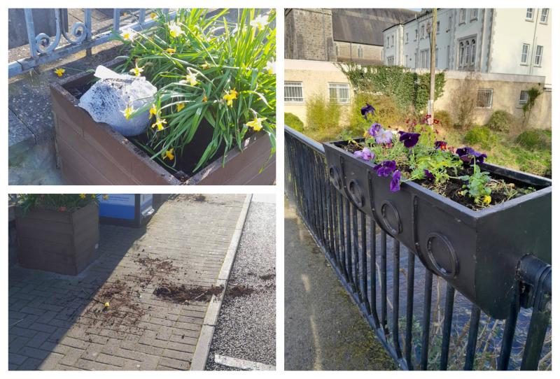 Laois locals lifts spirits with kind acts following destruction of Mountmellick daffodils