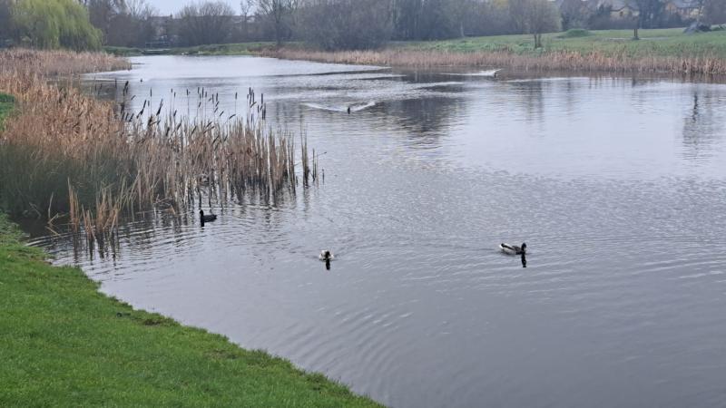 Laois bird flu concern after swans die in Portlaoise lake