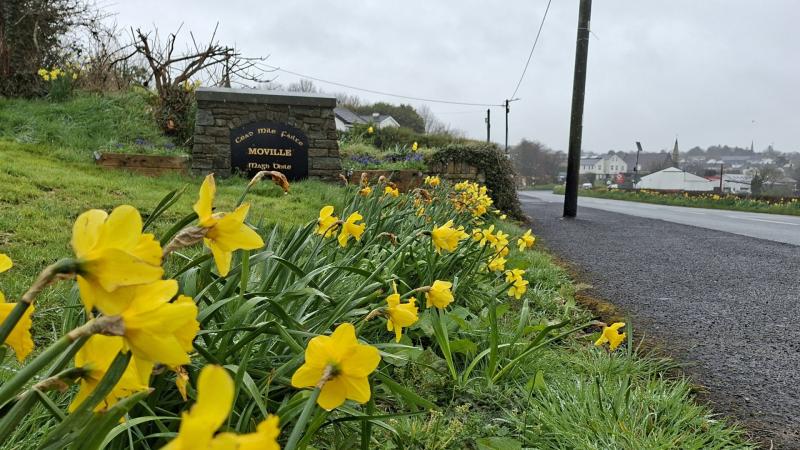 Carndonagh Daffodil Day blooms with &euro;5,820 raised for vital cancer charity