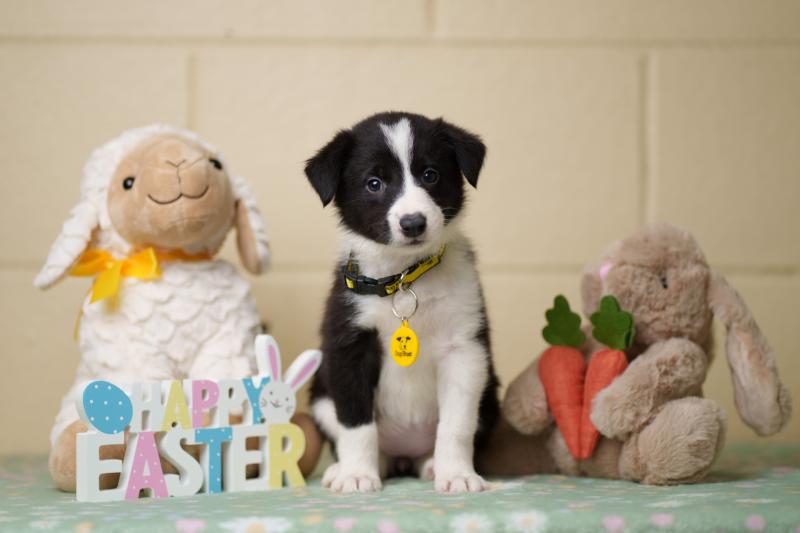 Waterford dog owners reminded about chocolate toxicity ahead of Easter Sunday 