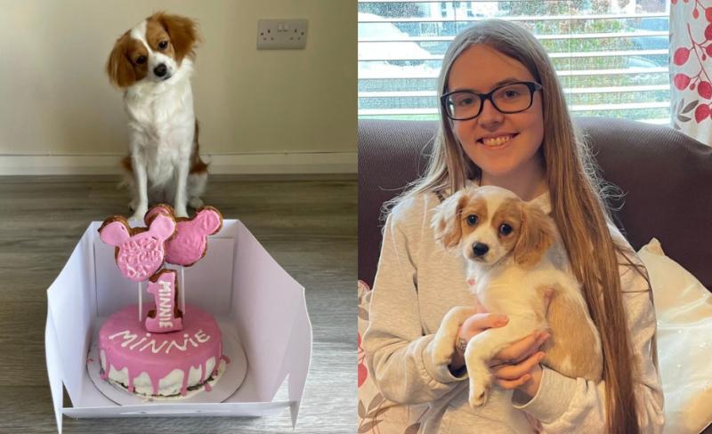 'She is perfect for us' - Woman drives two hours to rescue Minnie at Limerick dog rescue