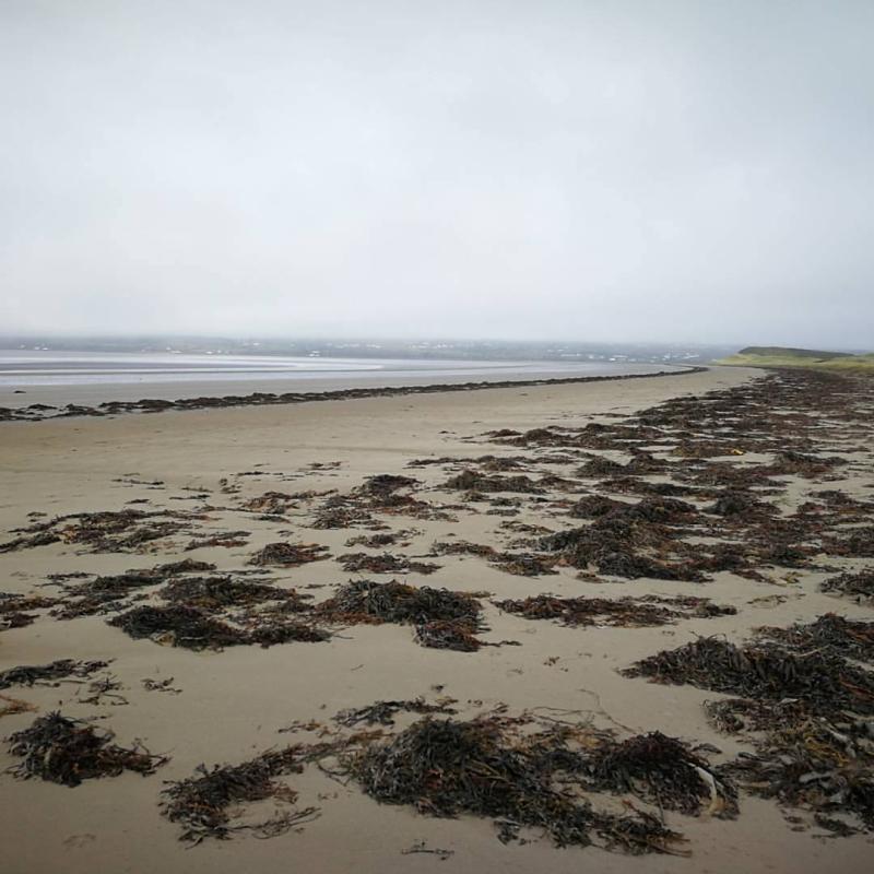 Dog walkers advised to be aware of high number of bird carcasses on Donegal beach