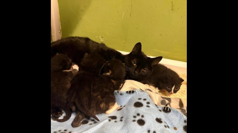 Nine cats taken from one home amid urgent appeal from Leitrim Animal Welfare