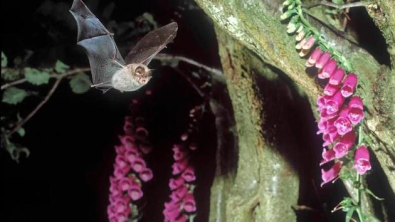 Going Batty in Moville. New night-time nature programme takes flight
